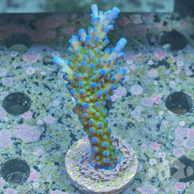 Acropora Frankie's Kryptonite